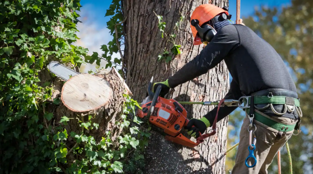 Get Gold Coast Tree Service to Reshape Your Woody Plants
