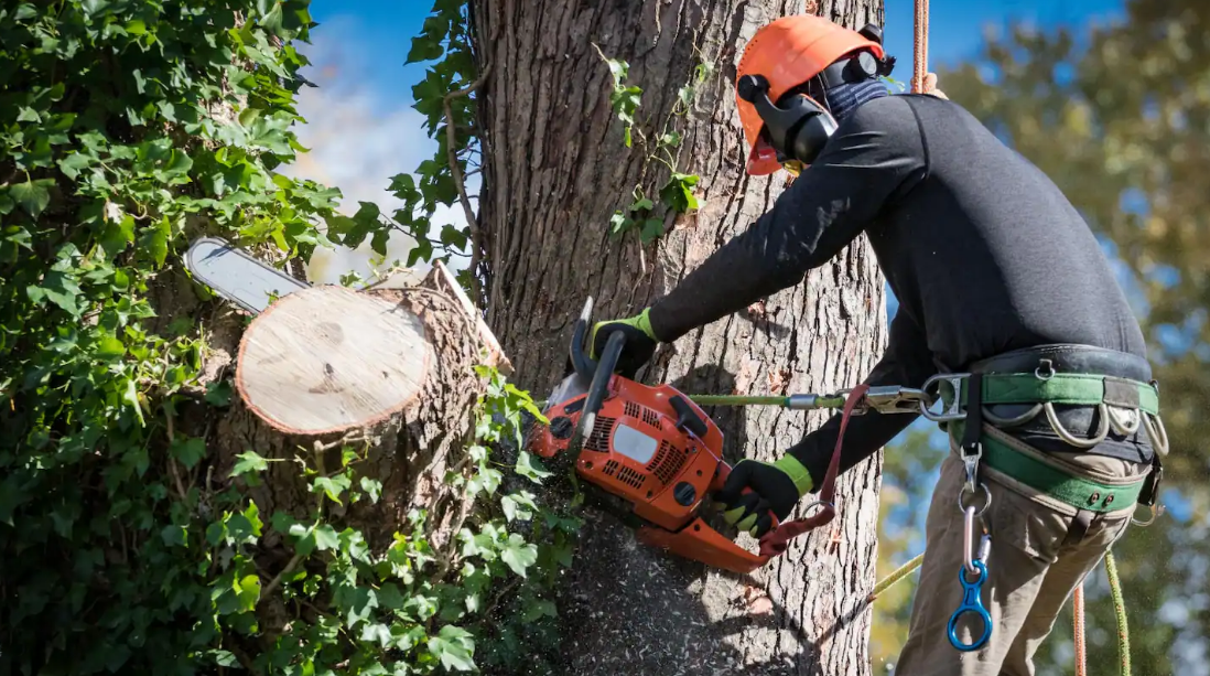 Gold Coast Tree Service