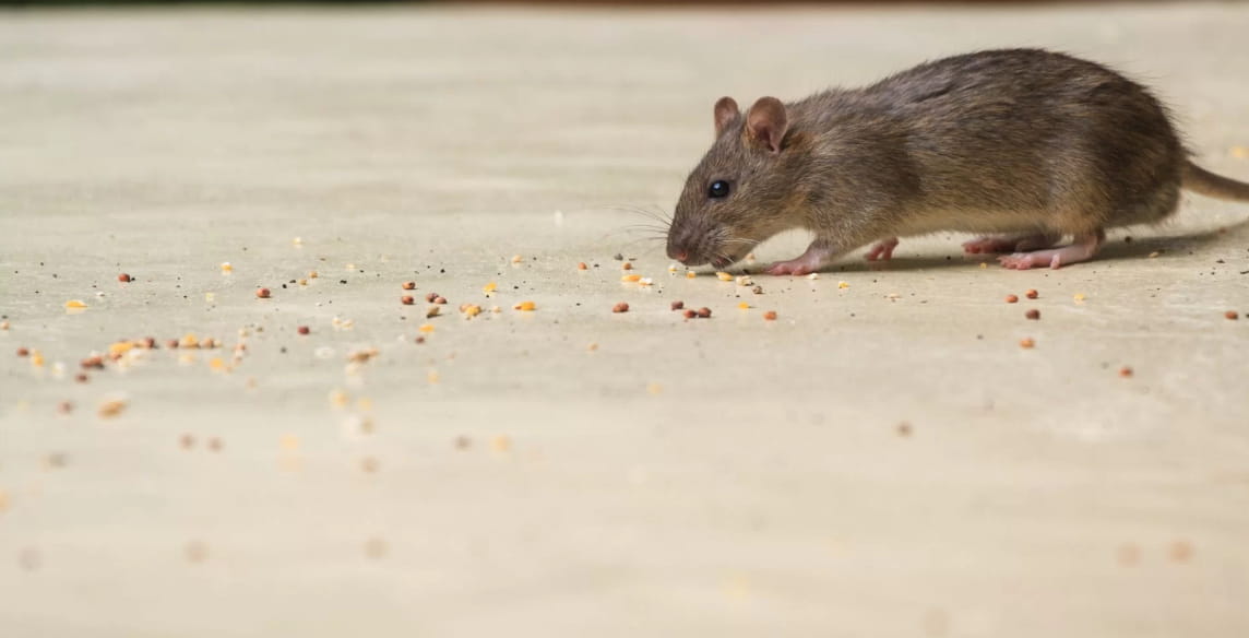 Rat Pest Control on the Gold Coast