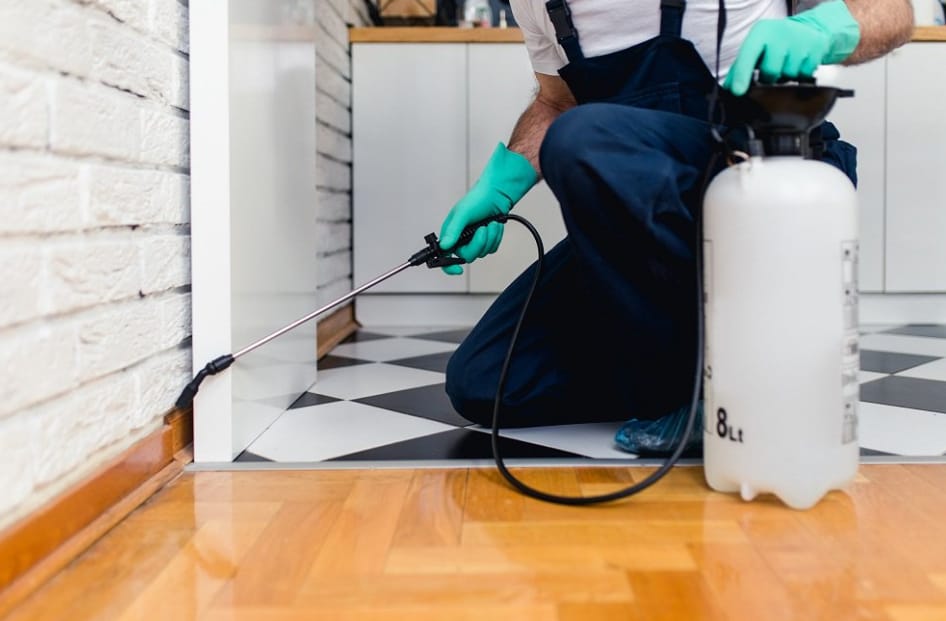 Pest Services in Gold Coast
